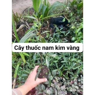 cây thuốc nam kim vàng ảnh thật số 1