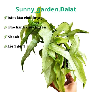 Chậu cứng syngonium Ngern Laima