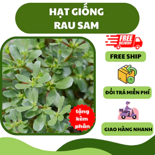 Hạt giống rau sam (1 gram) - thơm ngon, giàu dinh dưỡng, trồng quanh năm