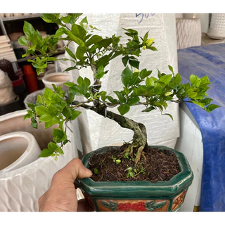 Cây Nguyệt Quế bonsai mini có chậu giả cổ