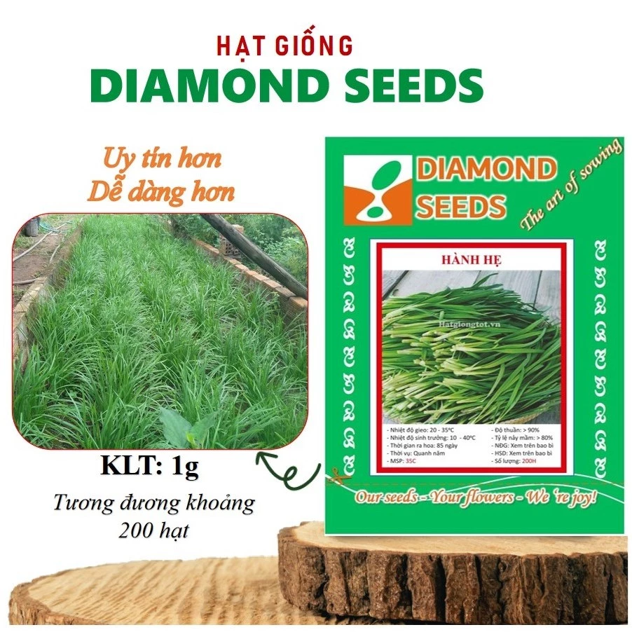 Hạt giống Hẹ Lá (1g~200 hạt) giàu dinh dưỡng, nảy mầm tốt, trồng quanh năm Hạt giống Rau Thơm dễ trồng Rau Củ Quả