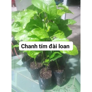 cây giống chanh tím đài Loan ảnh thật số 1 cây cao 20cm