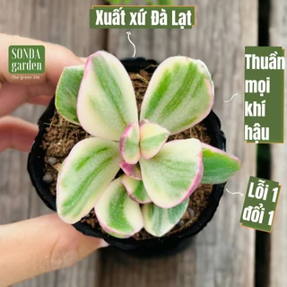 Sen đá thạch bích var trắng SONDA GARDEN size bé 5-8cm, cây cảnh trang trí nhà cửa, lỗi 1 đổi 1