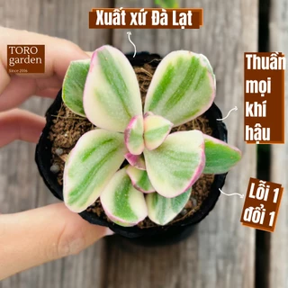 Sen đá thạch bích var trắng Đà Lạt size bé cây cảnh trang trí nhà cửa Toro garden