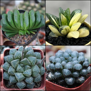 Sen đá haworthia, cây mọng nước, xương rồng gym