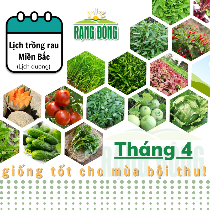 Hạt giống Rau Củ Quả trồng theo mùa ở miền BẮC, THÁNG 4 này trồng rau gì? - Hạt giống Rạng Đông