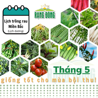 Hạt giống Rau Củ Quả trồng theo mùa ở miền BẮC, THÁNG 5 này trồng rau gì? - Hạt giống Rạng Đông