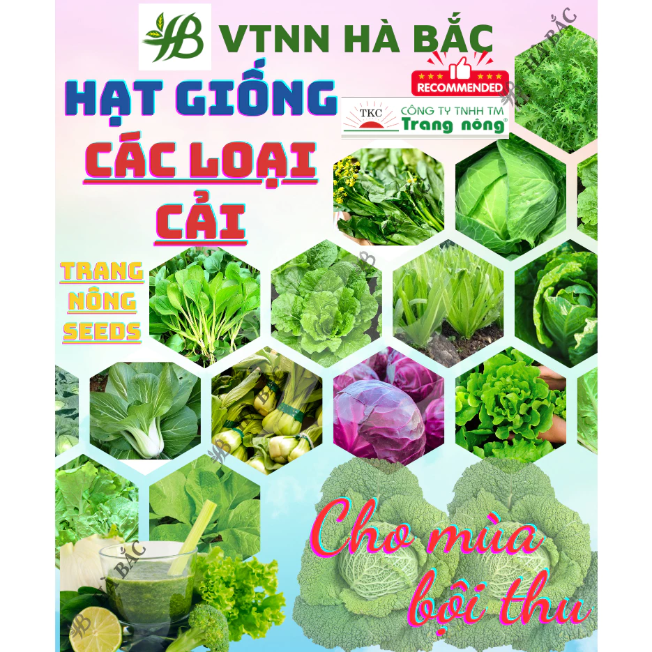 Hạt Giống Các Loại Rau Cải Trang Nông, Trồng Quanh Năm, Phát Triển Tốt - Hạt Giống Rau Củ Quả Trang Nông