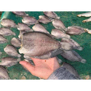 500g khô cá sặc bổi 4 nắng size 8con 1kg vị lạc vừa ăn