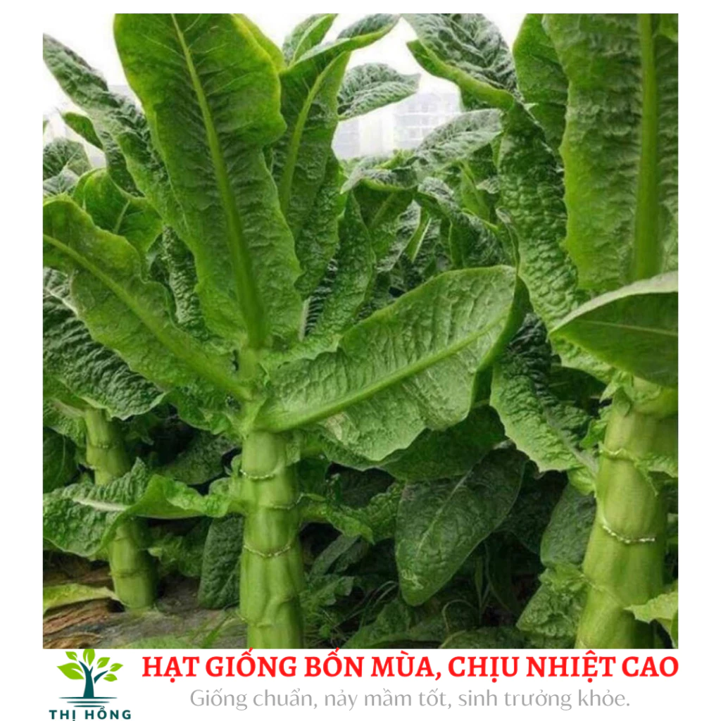 Hạt giống rau cải tiến vua gói 5gram (hay còn gọi là rau công sôi, rau cần biển)