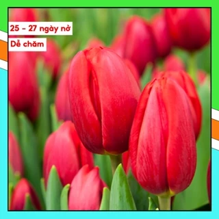 [Hoa trồng Tết] Combo 3 củ hoa tulip (tuylip) đẹp chuẩn Hà Lan size to, nở chuẩn màu.- Siêu thị hạt giống TBD