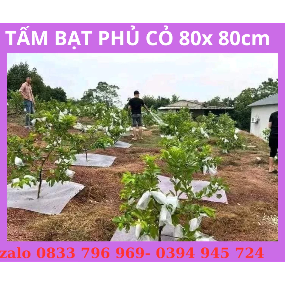 100 tấm bạt phủ cỏ 80x 80cm  bạt phủ nông nghiệp