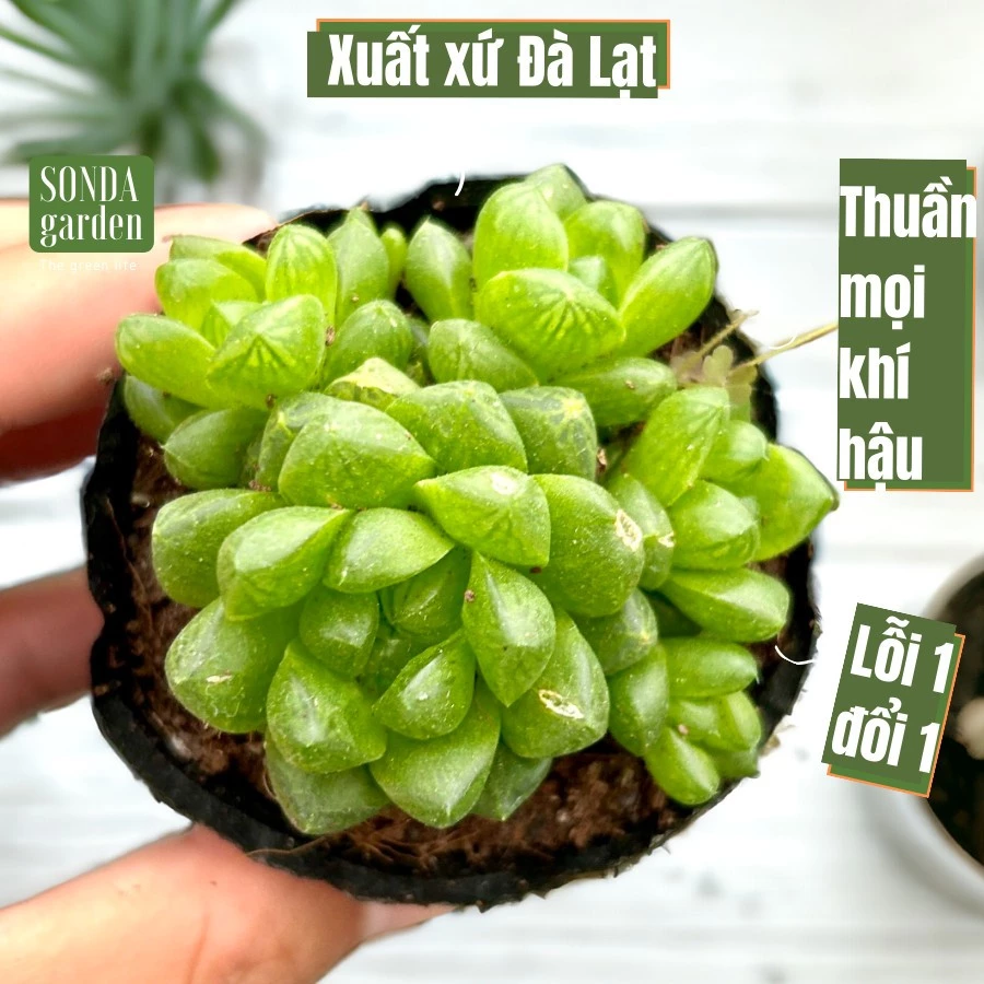 Sen đá ngọc lá bé SONDA GARDEN size bé 5-8cm, cây cảnh trang trí nhà cửa, lỗi 1 đổi 1