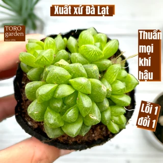 Sen đá ngọc lá bé Đà Lạt size bé cây cảnh trang trí nhà cửa Toro garden