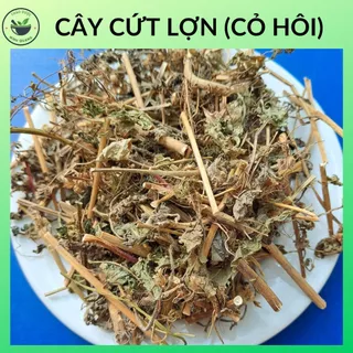 Cây Cứt Lợn (cỏ hôi), túi 500g và 1kg sấy khô, hàng mới đẹp