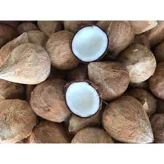 5 TRÁI DỪA KHÔ GIÀ 600 - 900g