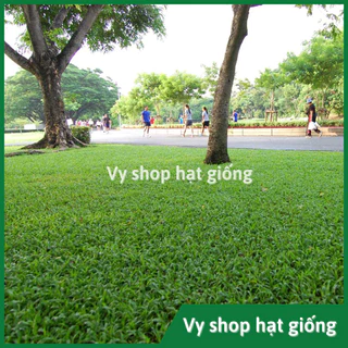 Hạt giống cỏ lá gừng (cỏ lá tre) trồng thảm sân vườn, công viên gói 200 hạt