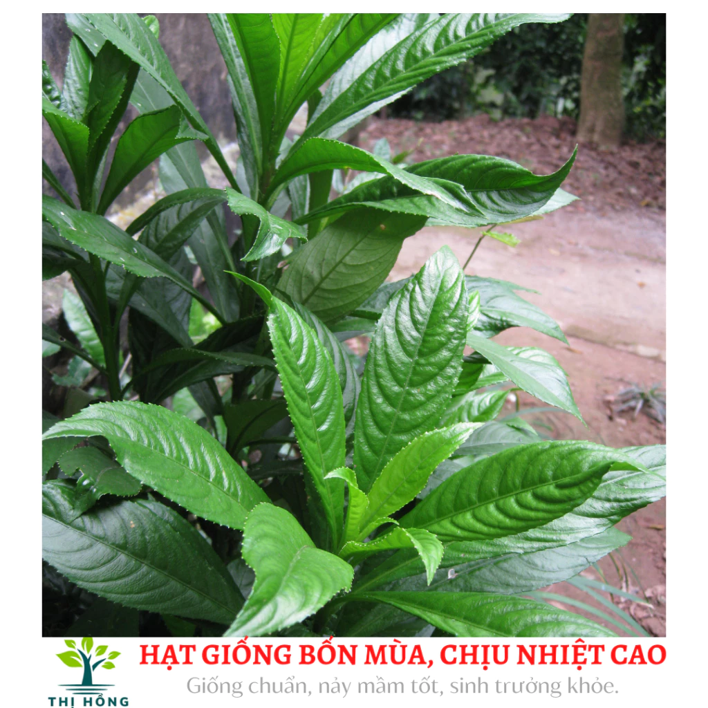 Hạt giống xương sông gói 0,5gram (trồng quanh năm, sinh trưởng khỏe)