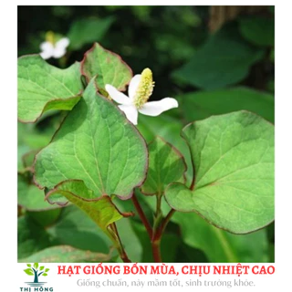 Hạt giống rau diếp cá gói 1gram (cây sinh trưởng khỏe, trồng quanh năm)