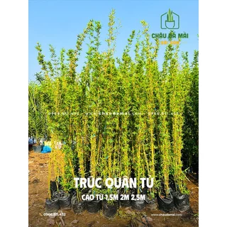 Trúc quân tử (Một bụi 3-4 cây, cao từ 1,5m 2m 2,5m) - Thích hợp trồng làm vách ngăn, hàng rào (CHƯA BAO GỒM PHÍ SHIP)