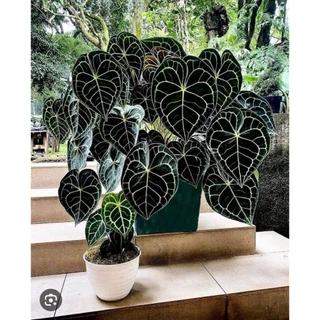 Cây Giống Anthurium Clari-Môn tim con-trang trí cho các sảnh khách sạn, quán cà phê, nhà hàng hoặc văn phòng