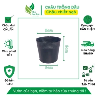 Chậu chiết ngó dâu tây | Ska Garden