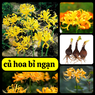 Củ giống hoa bỉ ngạn màu vàng (1 củ) - củ to, hoa nở đẹp