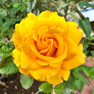 Hoa hồng vàng Đức (hồng bụi) - hoa to, lâu tàn