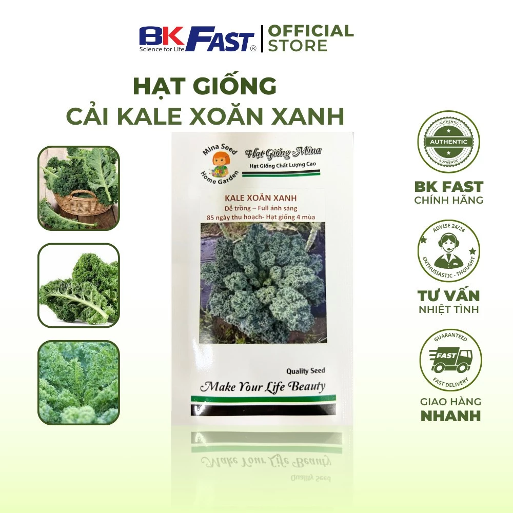Hạt Giống Cải Kale Chịu Nhiệt, sinh trưởng mạnh, kháng bệnh tốt, ăn giòn cực ngọt, ít xơ - BKFAST