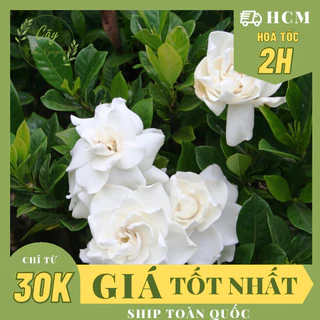 CÂY HOA LÀI TIỂU THƠ, siêu THƠM hoa TO ,(cao 30cm), Hoa giống cảnh sân vườn, dễ trồng RẺ, nở quanh năm, Cây Tươi Nguyên