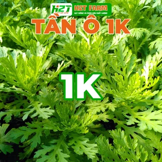 [DEAL 1K] 50 Hạt Giống Tần Ô Rau Cúc Tẻ nảy mầm tốt, ít sâu bệnh, trồng quanh năm