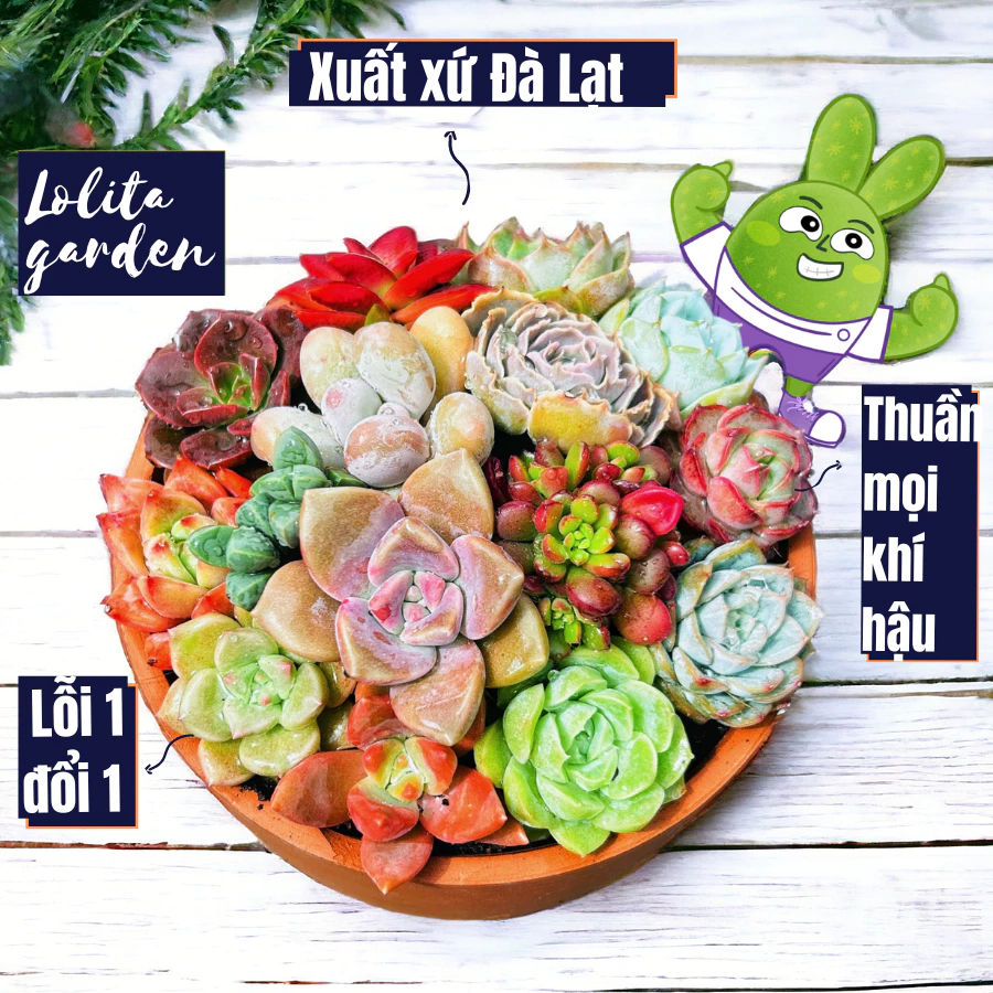 Sen đá mini Đà Lạt 40 loại khác nhau kèm chậu và đất trồng sen đá Lolita garden, cây cảnh trang trí nhà cửa, cây sen đá