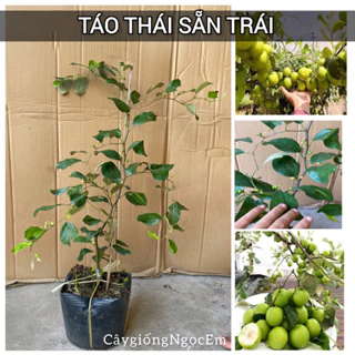 Táo thái sẵn quả, ( cây ghép) nhanh trái trái to, giòn và ngọt