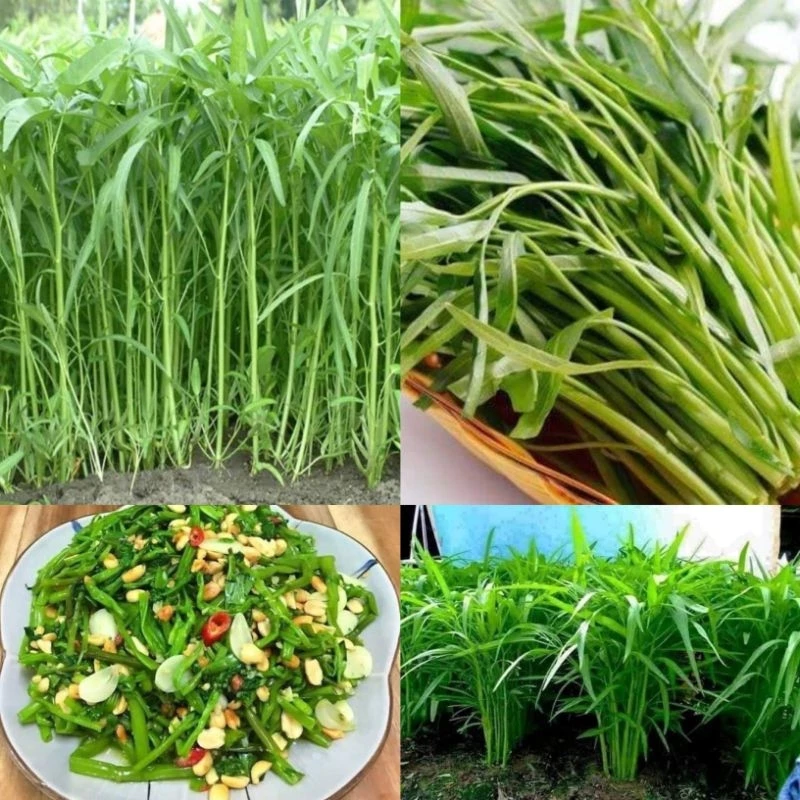 Hạt Giống Rau Muống Lá Tre 50gr