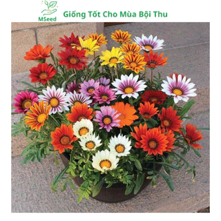 Hạt giống hoa Cúc Huân Chương nhiều màu (Tặng kèm phân bón), dễ trồng hoa quanh năm - MSeed