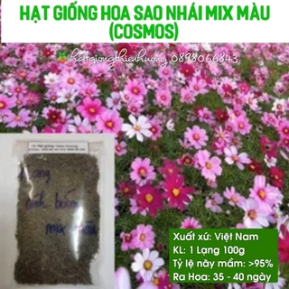 100Gram Hạt Giống Hoa Sao Nhái F1 Mix Nhiều Màu Sắc Loại Dễ Trồng, Hoa Nở Đẹp - Hạt Giống Thiên Hương