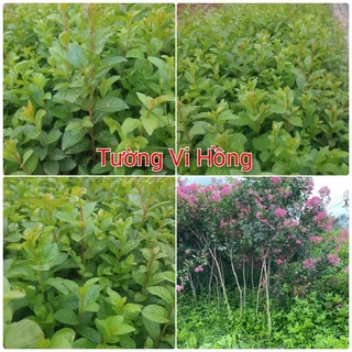 Cây giống hoa Tường Vi hồng (mua 10 tặng 1)