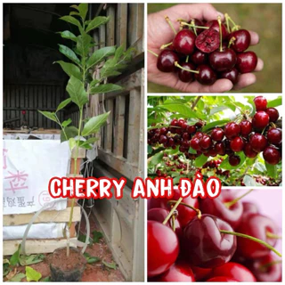 Cây giống Cherry Anh Đào hàng ghép chuẩn, lá răng cưa, quả mọng