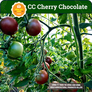 Hạt giống Cà Chua Cherry Chocolate  Dinh Dưỡng Cao, Dễ Trồng, Được Nhiều Người Ưa Chuộng(Gói 10 Hạt) - Nông Sản Vàng