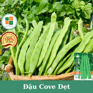 Hạt giống đậu cove quả dẹt siêu trái (giòn, ngọt, ngon nhất)