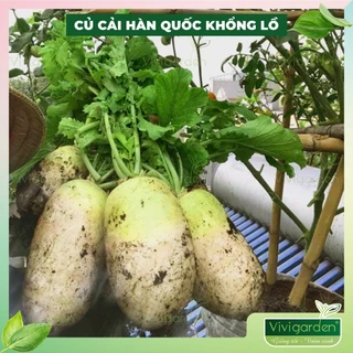 HẠT GIỐNG CỦ CẢI TRẮNG  KHỔNG LỒ HÀN QUỐC GÓI  100 HẠT