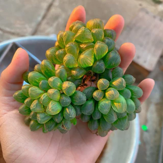 Sen Đá Haworthia Cooperi (Sen đá Kim Cương)