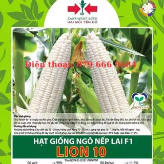 Hạt giống bắp nếp lai F1 Lion 10 500 gram (tặng kèm băp tím)