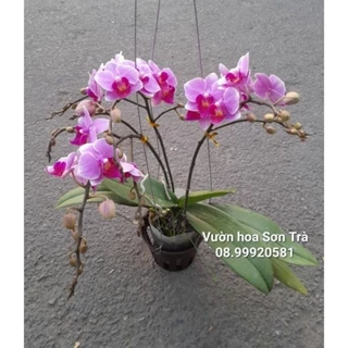 (VHST giao TP.HCM trong ngày) CÂY HOA LAN HỒ ĐIỆP MINI màu hồng, 3-4 vòi hoa.