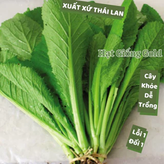 Hạt giống cải bẹ xanh Thái Lan giòn ngọt dễ trồng chịu nhiệt tốt hạt giống rau cải trồng quanh năm Hạt giống Gold