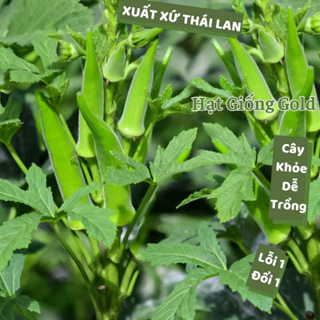 Hạt giống đậu bắp Thái Lan thân lùn sai trái năng suất cao hạt giống đậu bắp nảy mầm cao trồng quanh năm Hạt giống Gold