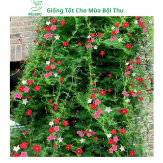 Hạt giống hoa Tóc Tiên leo giàn (Tặng phân bón), hoa sao dễ trồng - MSeed