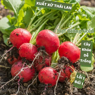 Hạt giống củ cải cherry Thái Lan củ đỏ tròn giàu dinh dưỡng nảy mầm cao hạt giống rau củ quả dễ trồng Hạt giống Gold