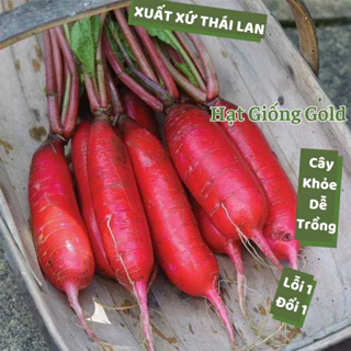 Hạt giống củ cải đỏ Thái Lan củ to dài đỏ giòn ngọt nảy mầm cao hạt giống rau củ quả trồng quanh năm Hạt giống Gold