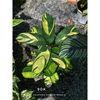 Chậu nhựa đen mềm ĐUÔI CÔNG VÀNG - Calathea golden mosaic - |Vườn Như Ngọc| - Vận chuyển hỏa tốc